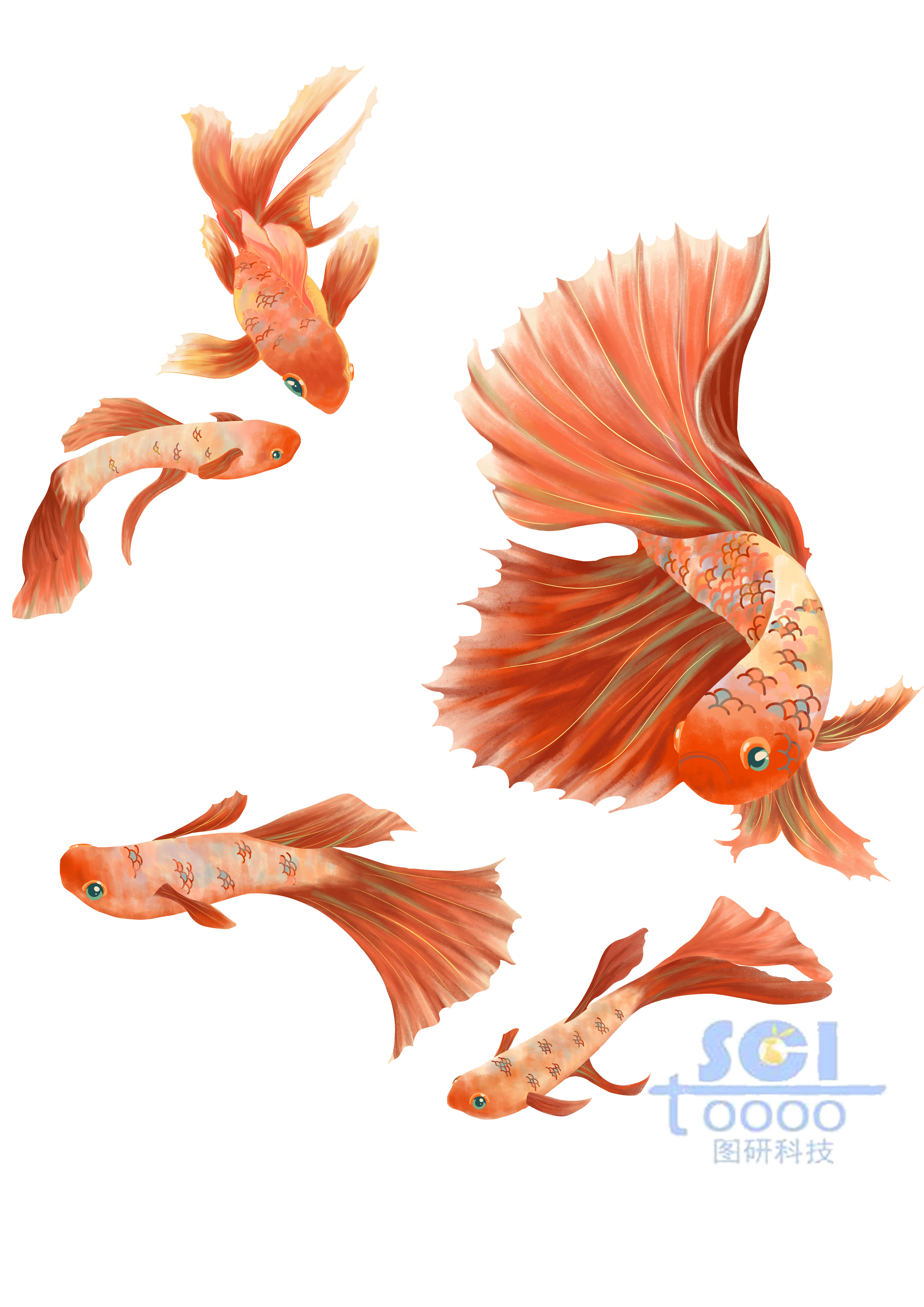 金魚