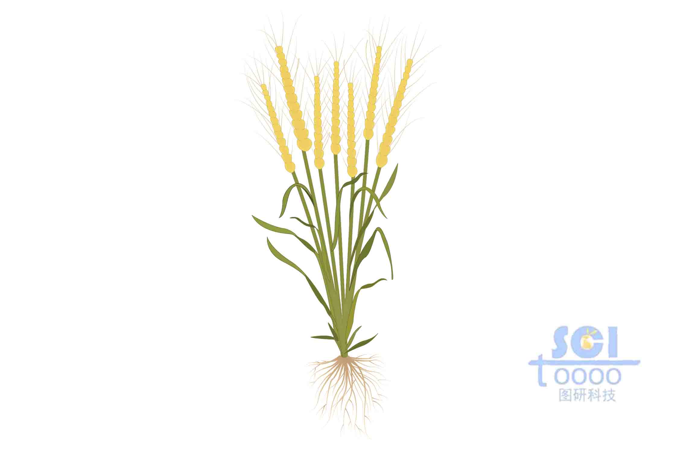 小麥植株