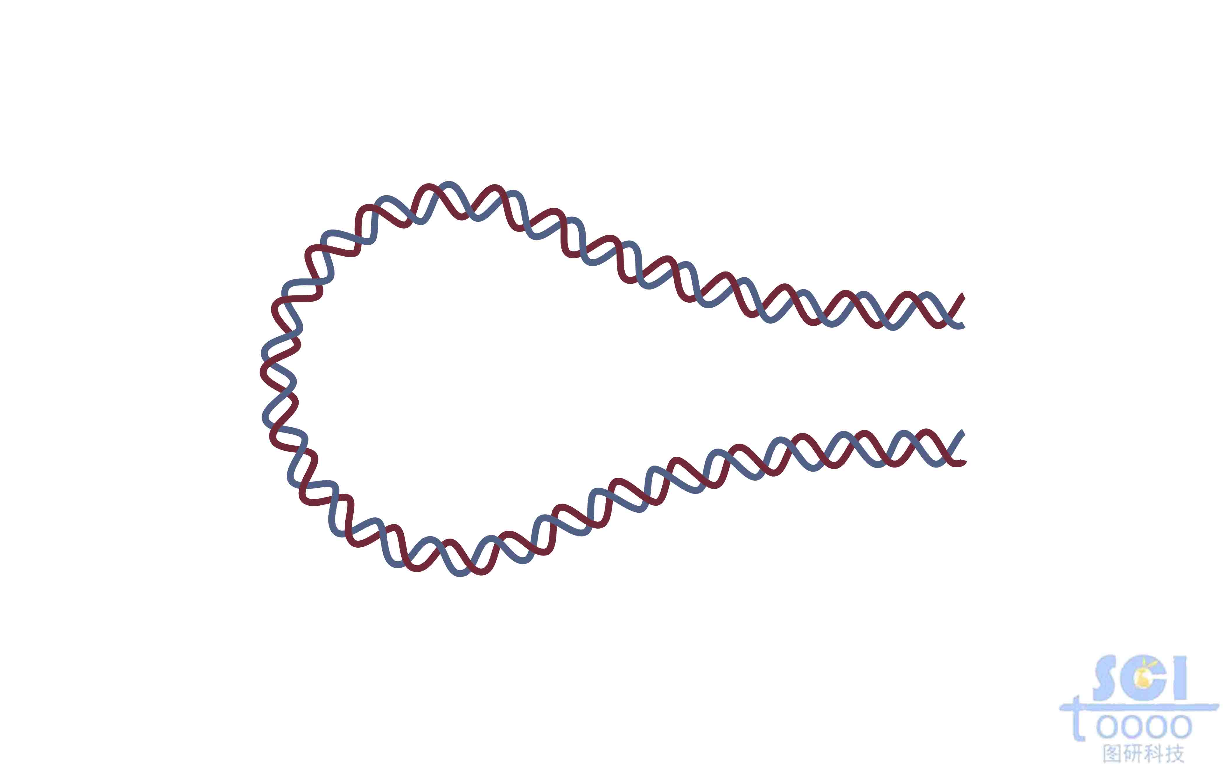 發夾DNA