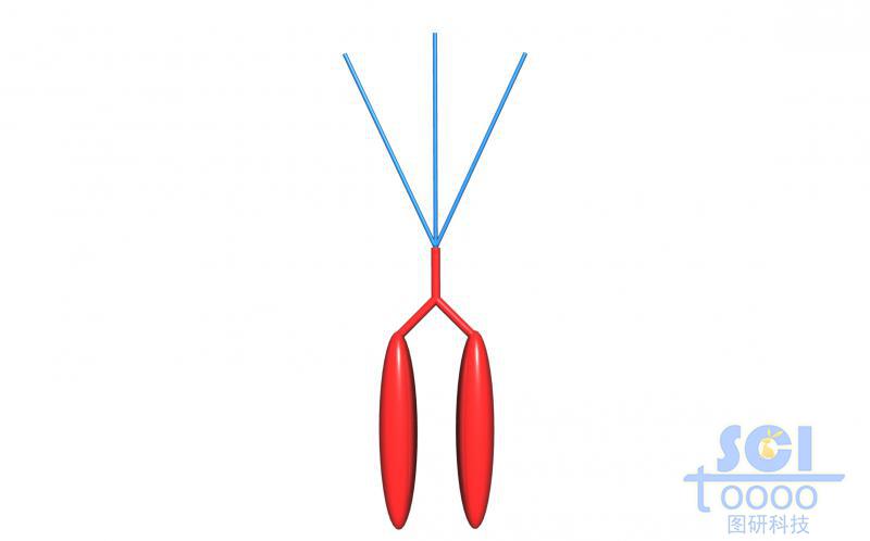 分子模式圖