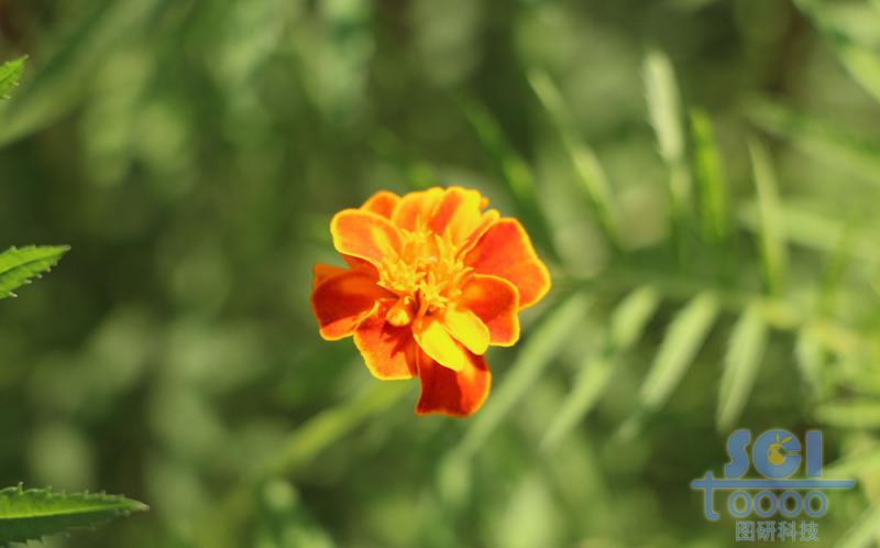 花朵素材