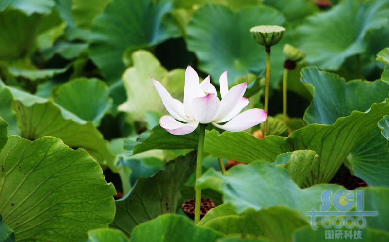 花朵素材