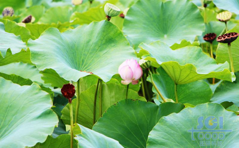 花朵素材