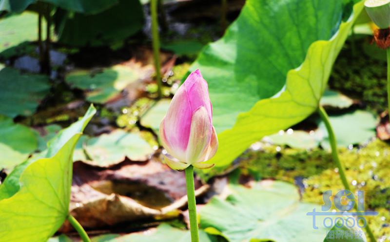 花朵素材