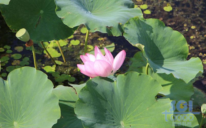 花朵素材