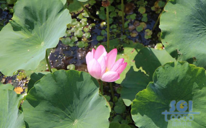 花朵素材