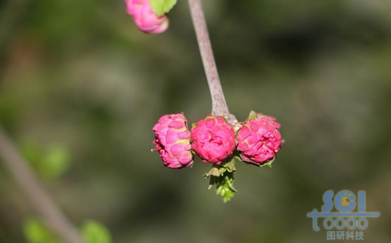 花朵素材