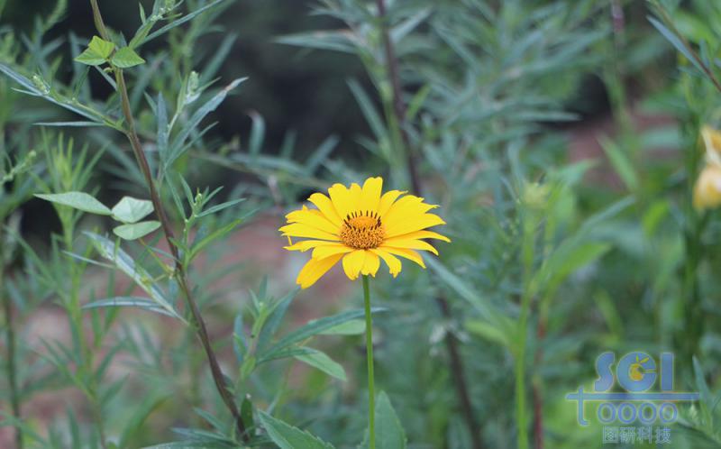 花朵素材