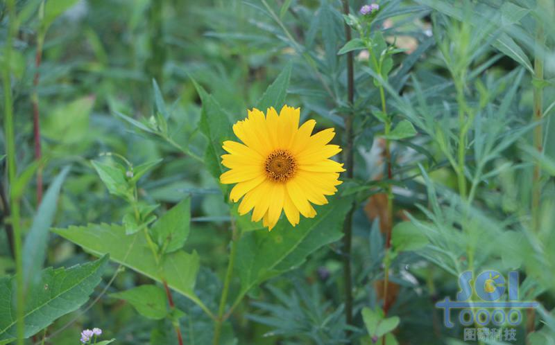 花朵素材