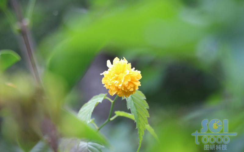 花朵素材