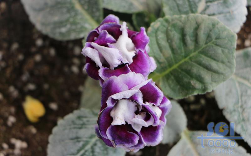 花朵素材
