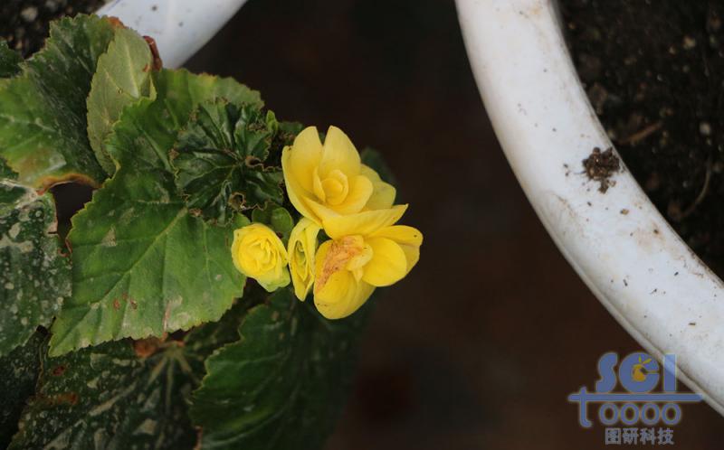 花朵素材