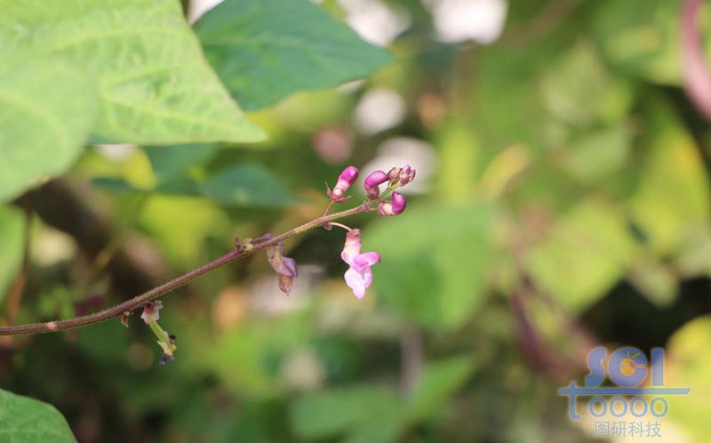 花朵素材