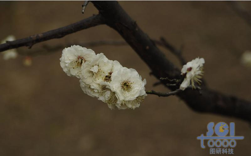 花朵素材