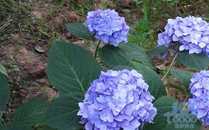 花朵素材