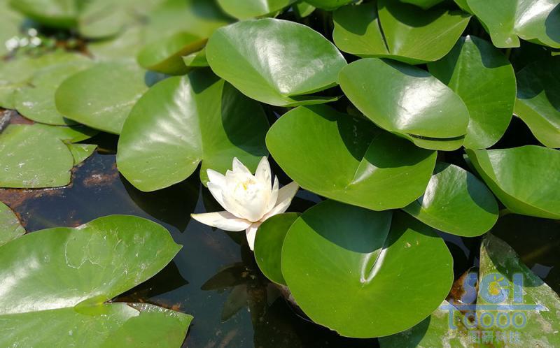 花朵素材