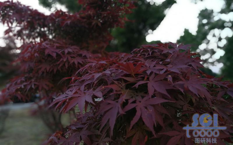 植物素材