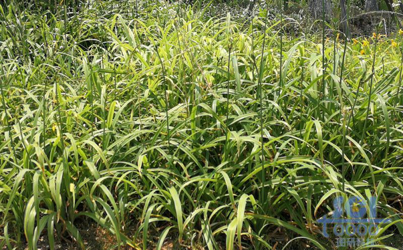 植物素材