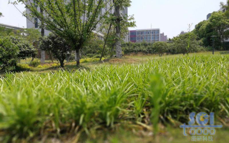 植物素材