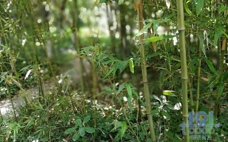 植物素材