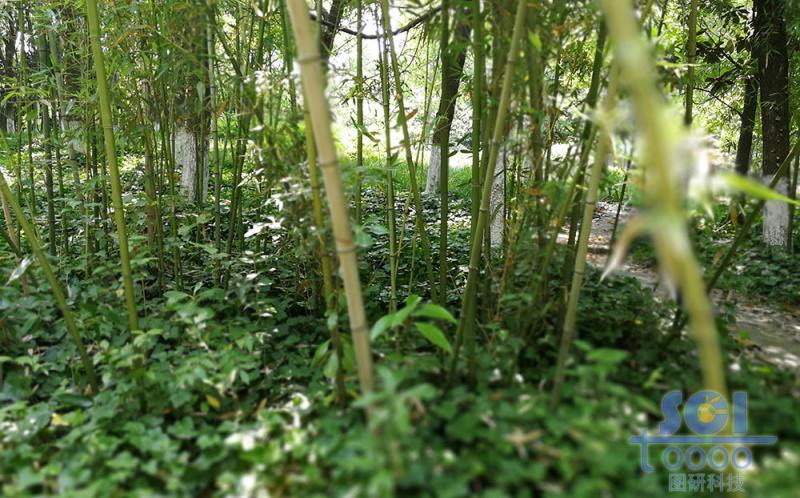 植物素材