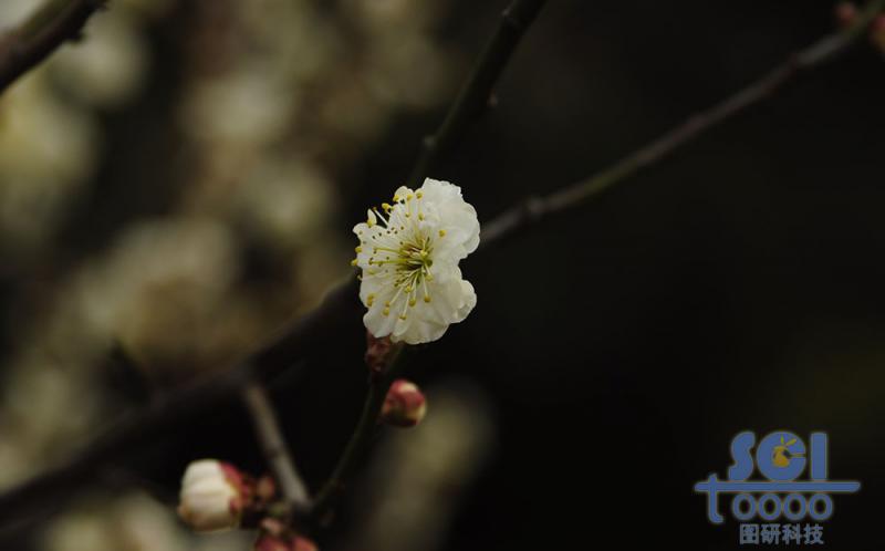 花朵素材