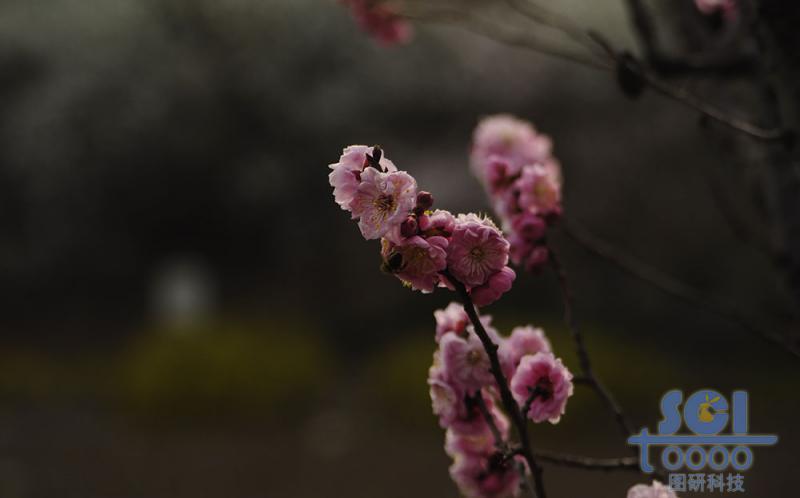 花朵素材