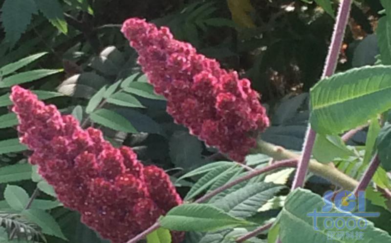花朵素材