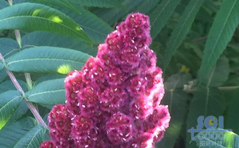 花朵素材