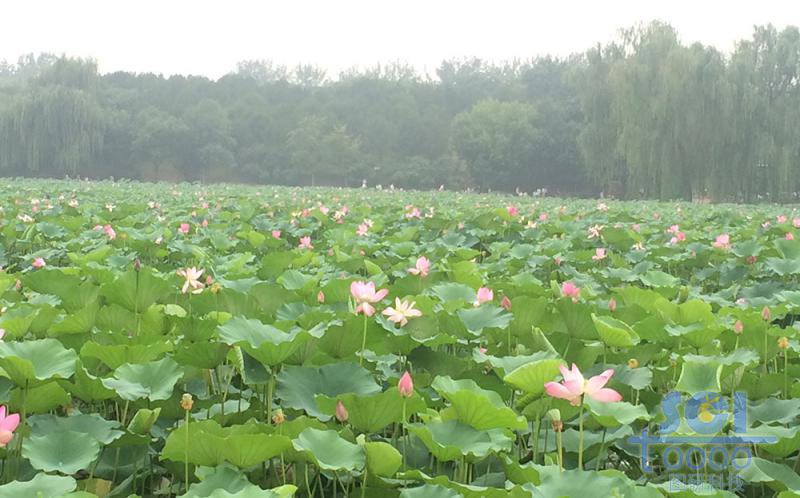 荷花素材