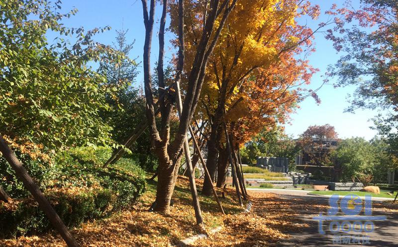 樹木素材