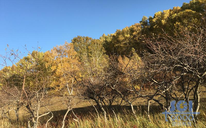 樹木素材