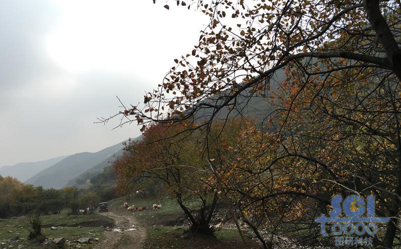 樹木素材
