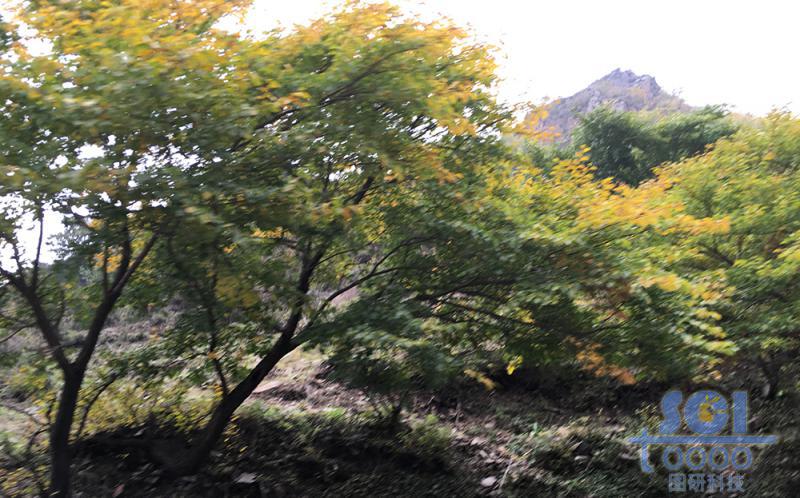 樹木素材