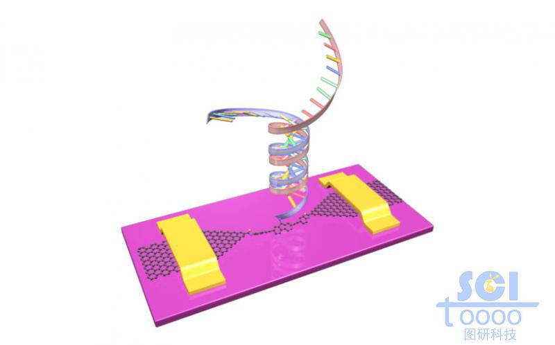 石墨烯基分子器件與雙鏈DNA