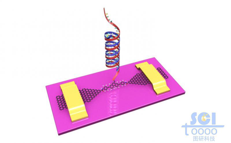 石墨烯基分子器件與雙鏈DNA