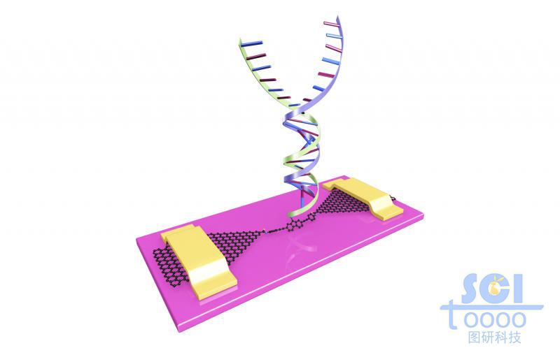 石墨烯基分子器件與雙鏈DNA