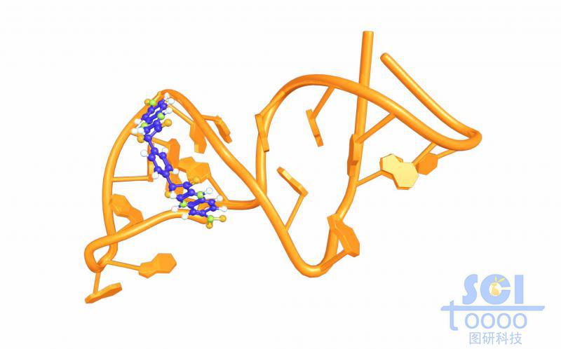 帶小分子卡環的單鏈RNA結構