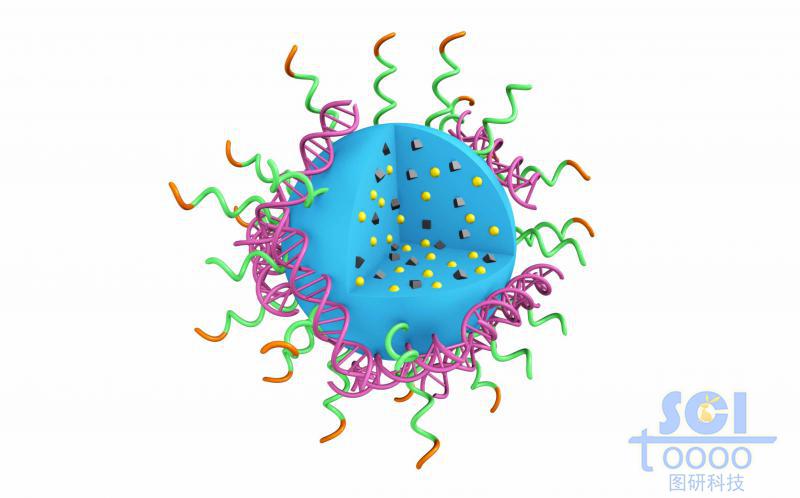 高分子鏈段團聚形成實心納米球表彌漫吸附DNA結構