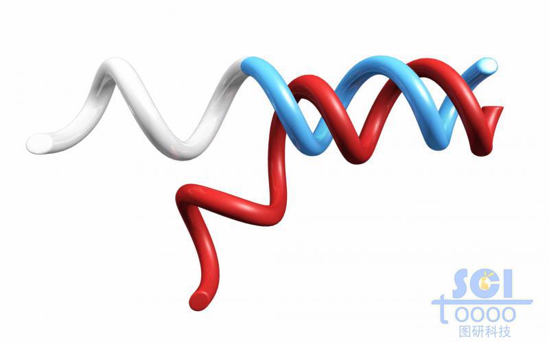 雙鏈DNA