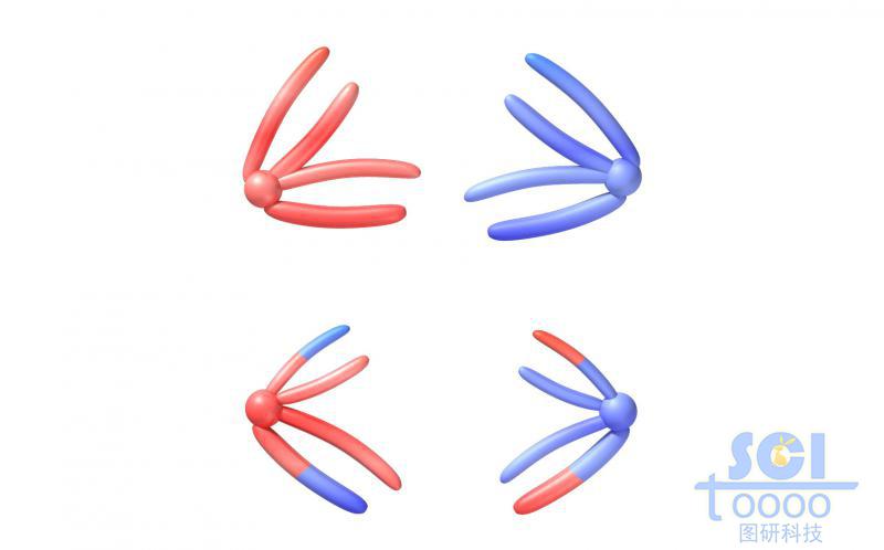 染色體結(jié)構(gòu)