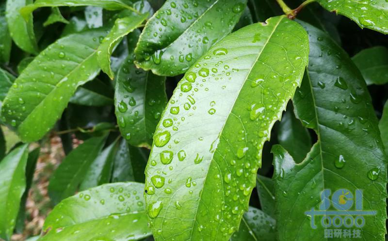 樹葉素材