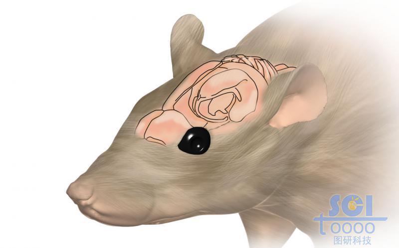 老鼠及大腦結構