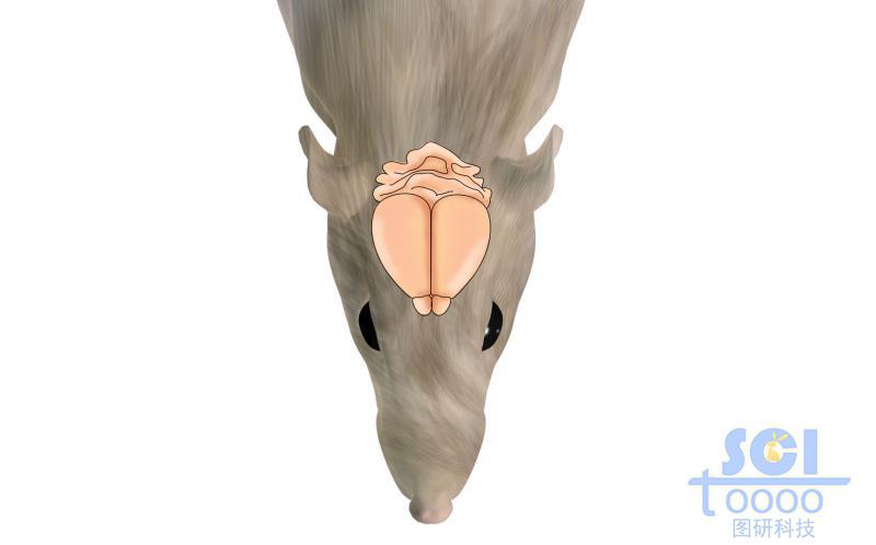 老鼠及大腦結構