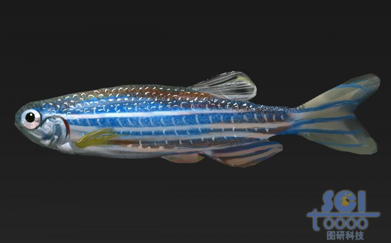 斑馬魚
