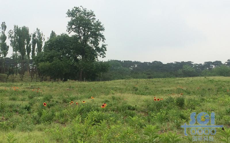樹木素材