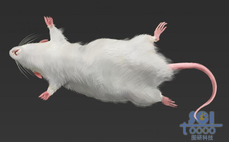 仰臥白鼠