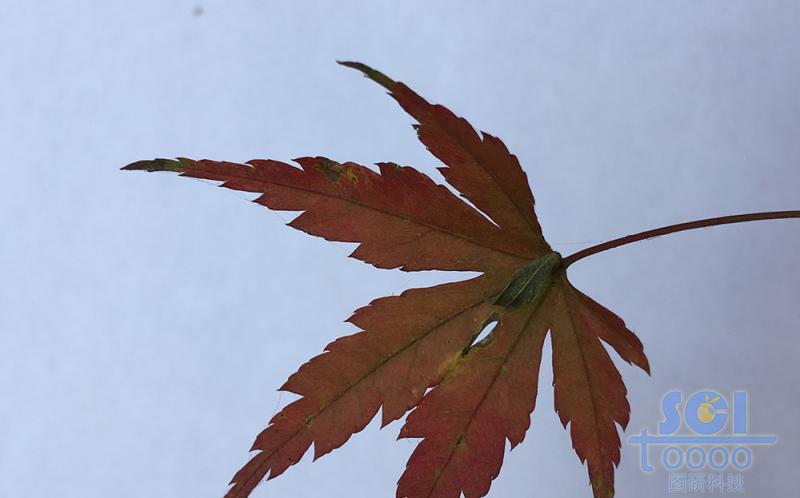 樹葉素材