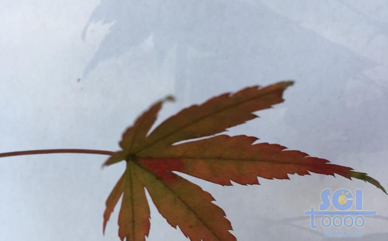 樹葉素材