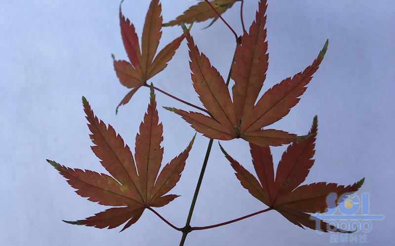 樹葉素材